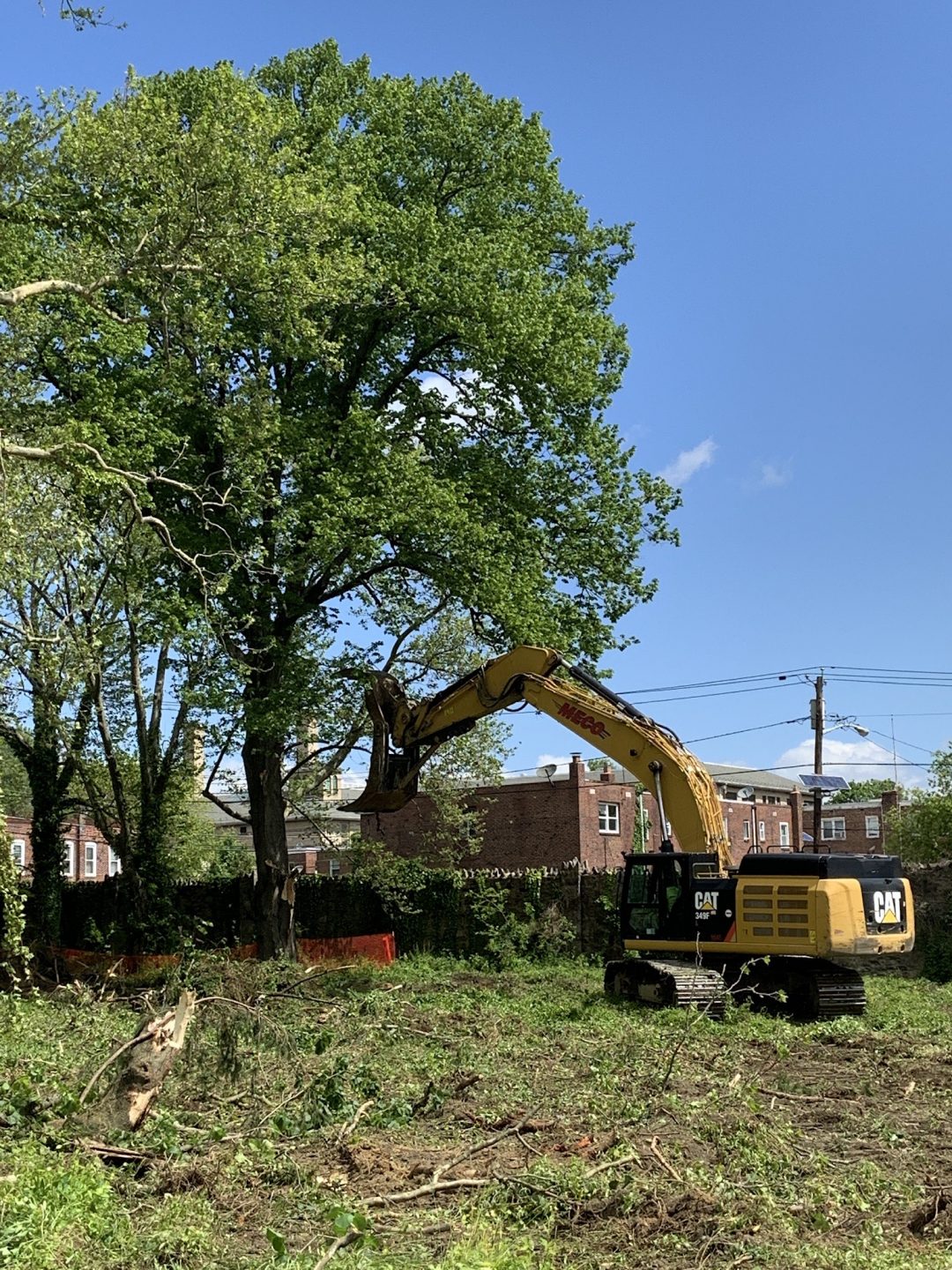 tree clearing